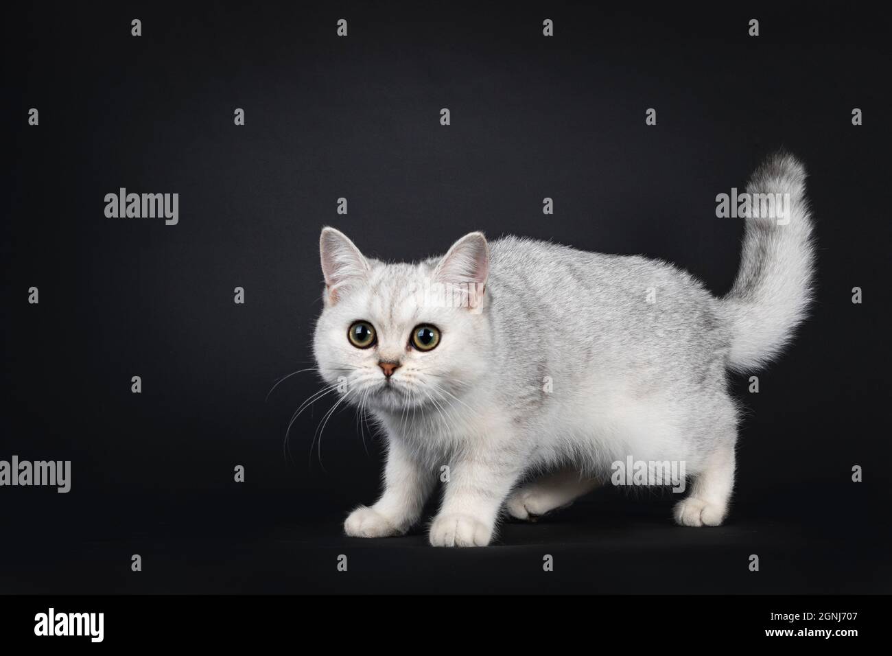 Cute silver shaded British Shorthair cat kitten, standing side ways head  down. Looking towards camera. Isolated on a black background Stock Photo -  Alamy