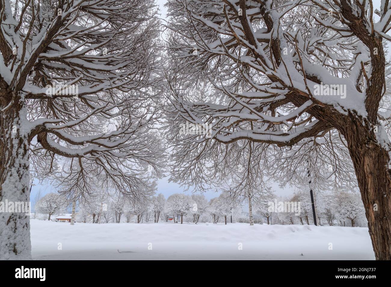 Close up trees hi-res stock photography and images - Alamy