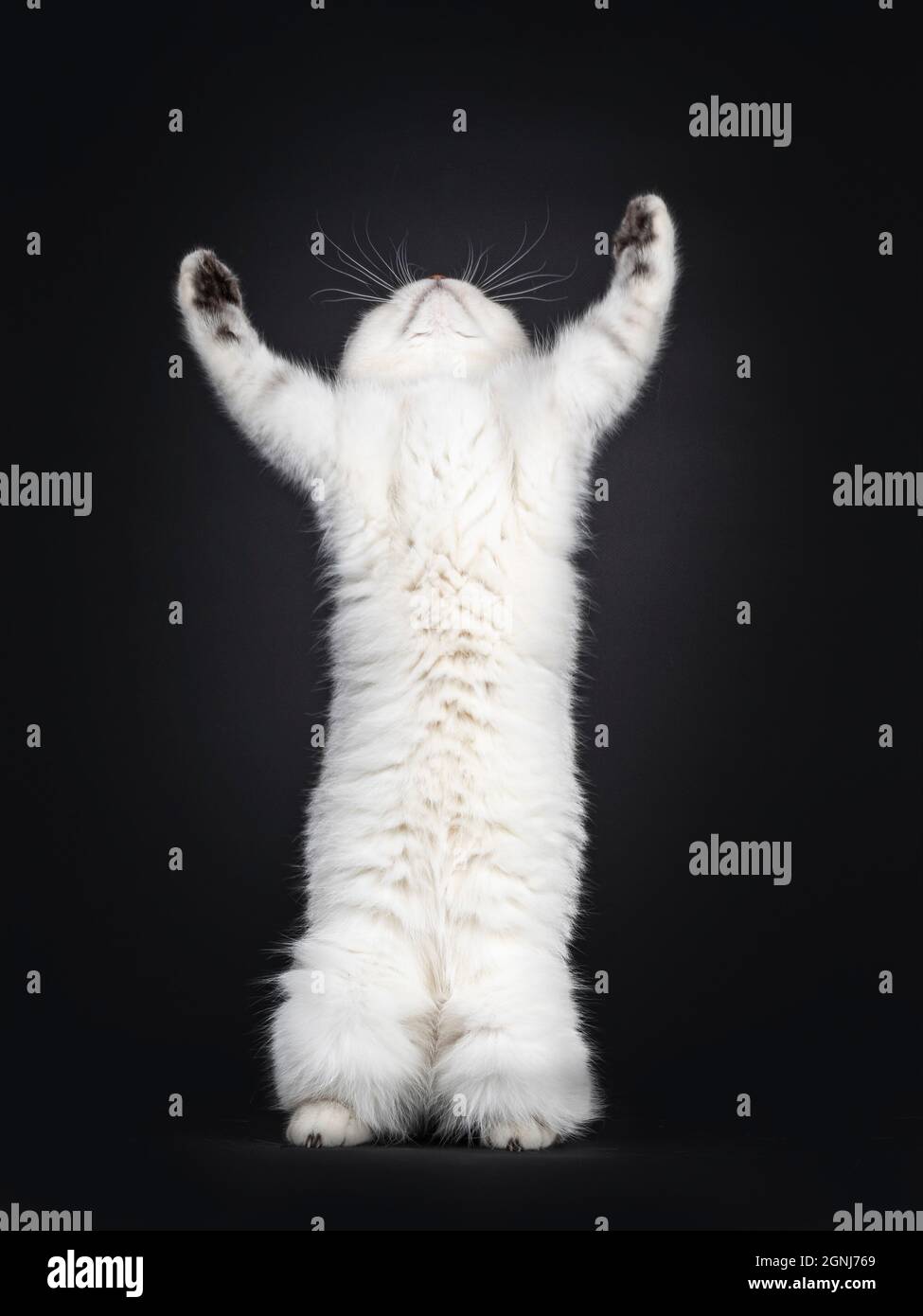 Cute silver shaded British Shorthair cat kitten, on hinf paws reaching for something. Looking up not showing face. Isolated on a black background. Stock Photo