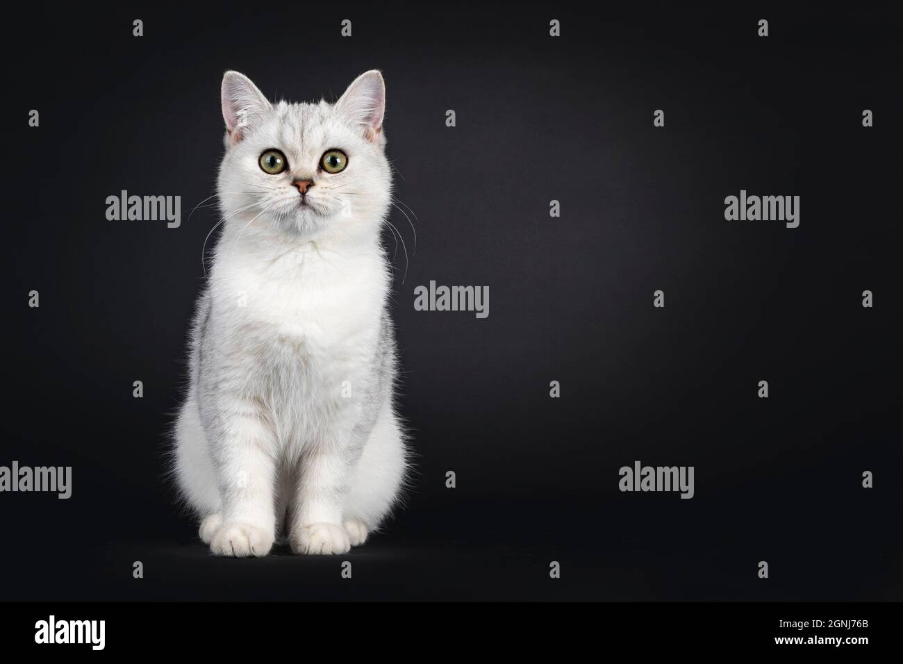 Cute silver shaded British Shorthair cat kitten, sitting facing front. Looking towards camera. Isolated on a black background. Stock Photo