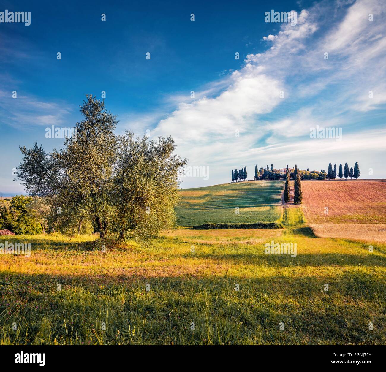 Classic Tuscan view with cypress trees. Picturesque summer scene of ...