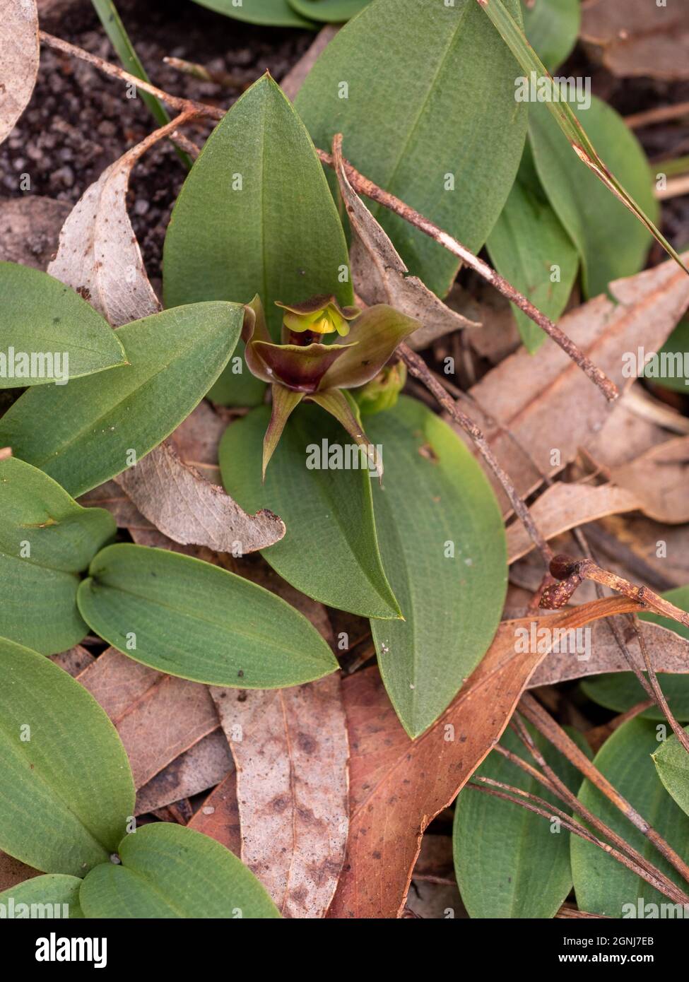 Common bird orchid (Chiloglottis valida). Photographed in  Langwarrin, Victoria, Australia Stock Photo
