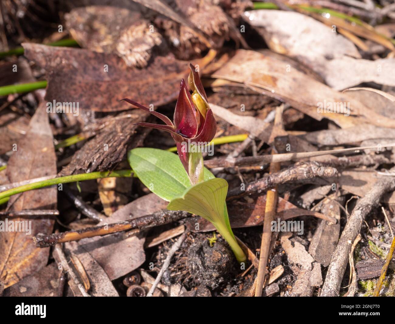 Common bird orchid (Chiloglottis valida). Photographed in  Langwarrin, Victoria, Australia Stock Photo