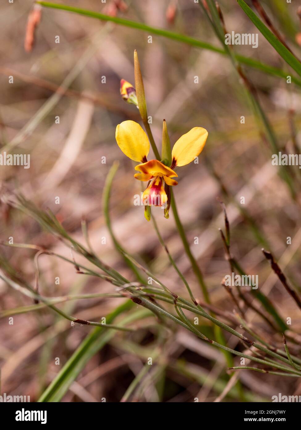 Donkey Orchid (Diuris) flowering in Spring. Langwarrin, Victoria, Australia Stock Photo