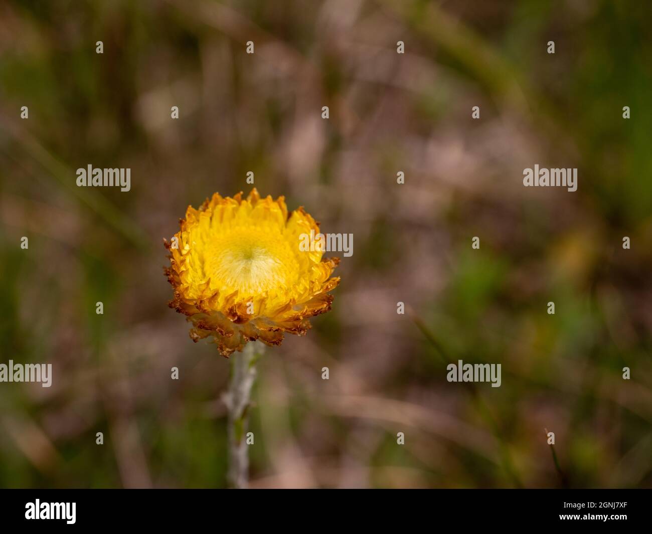 Yellow everlasting, also called yellow buttons (Chrysocephalum) growing wild. Stock Photo