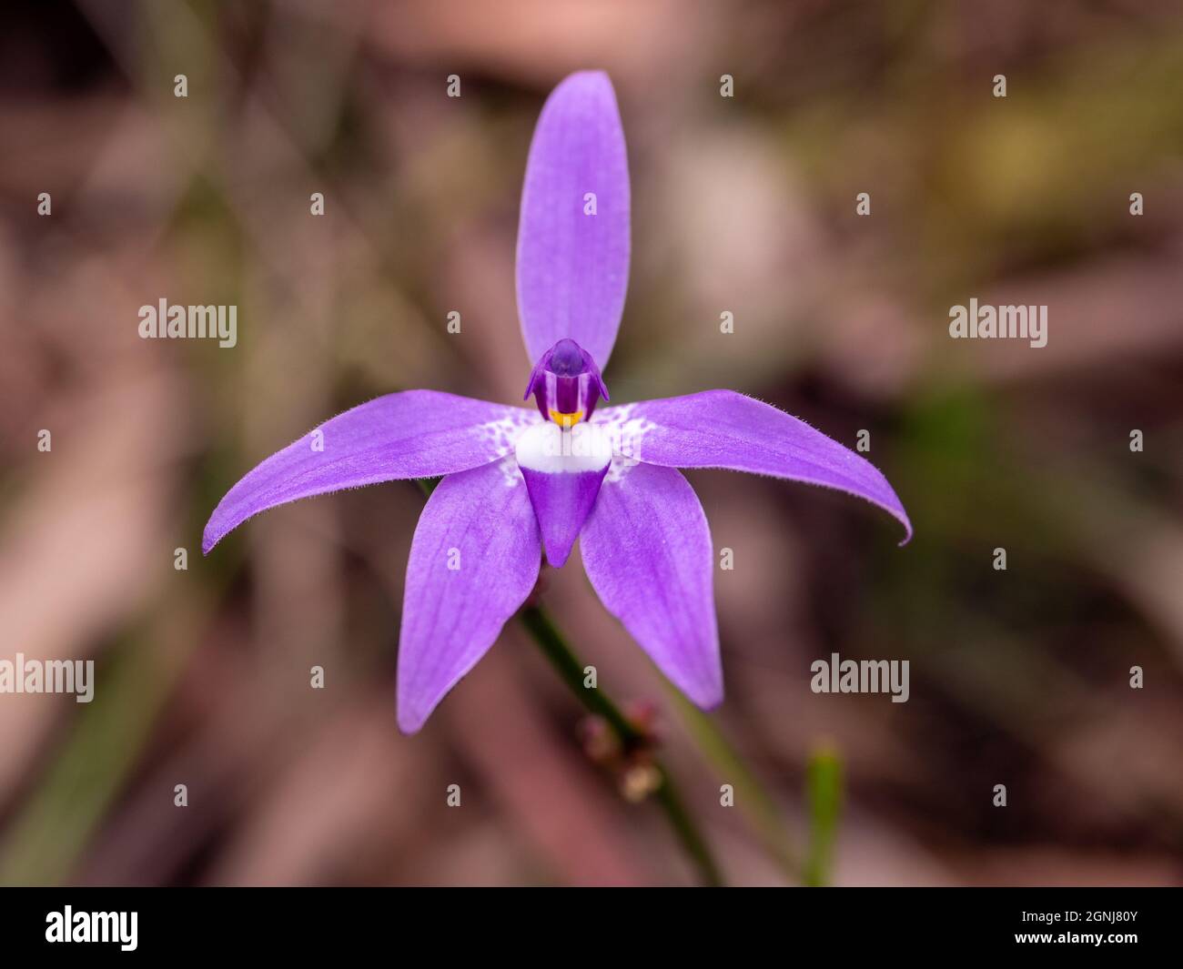 Wax-lip orchid (Glossodia major). Beautiful purple orchid native to Australia Stock Photo