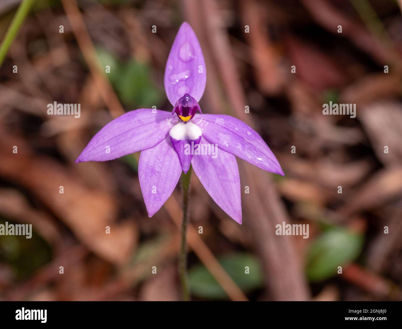 Wax-lip orchid (Glossodia major). Beautiful purple orchid native to Australia Stock Photo