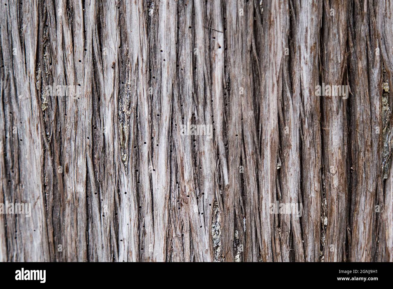 Bark of tree close up with dots made by insects. Tree damaged by bark beetle. Background and wallpaper picture with vertical lines. Wooden natural Stock Photo