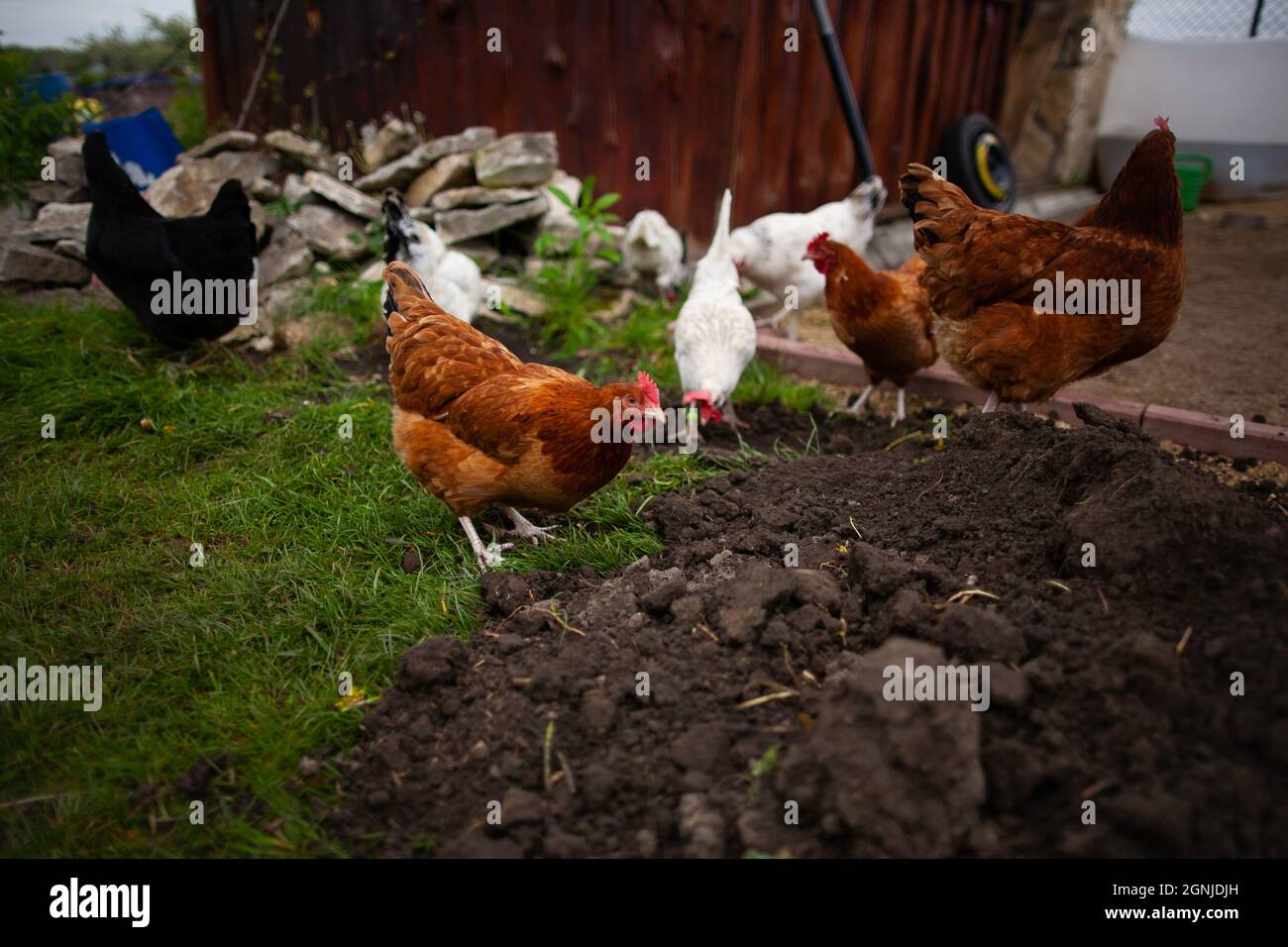 Close photo of pack of chickens feeding on the ground, looking for something with some tools, wooden buildings and stones in the background Stock Photo