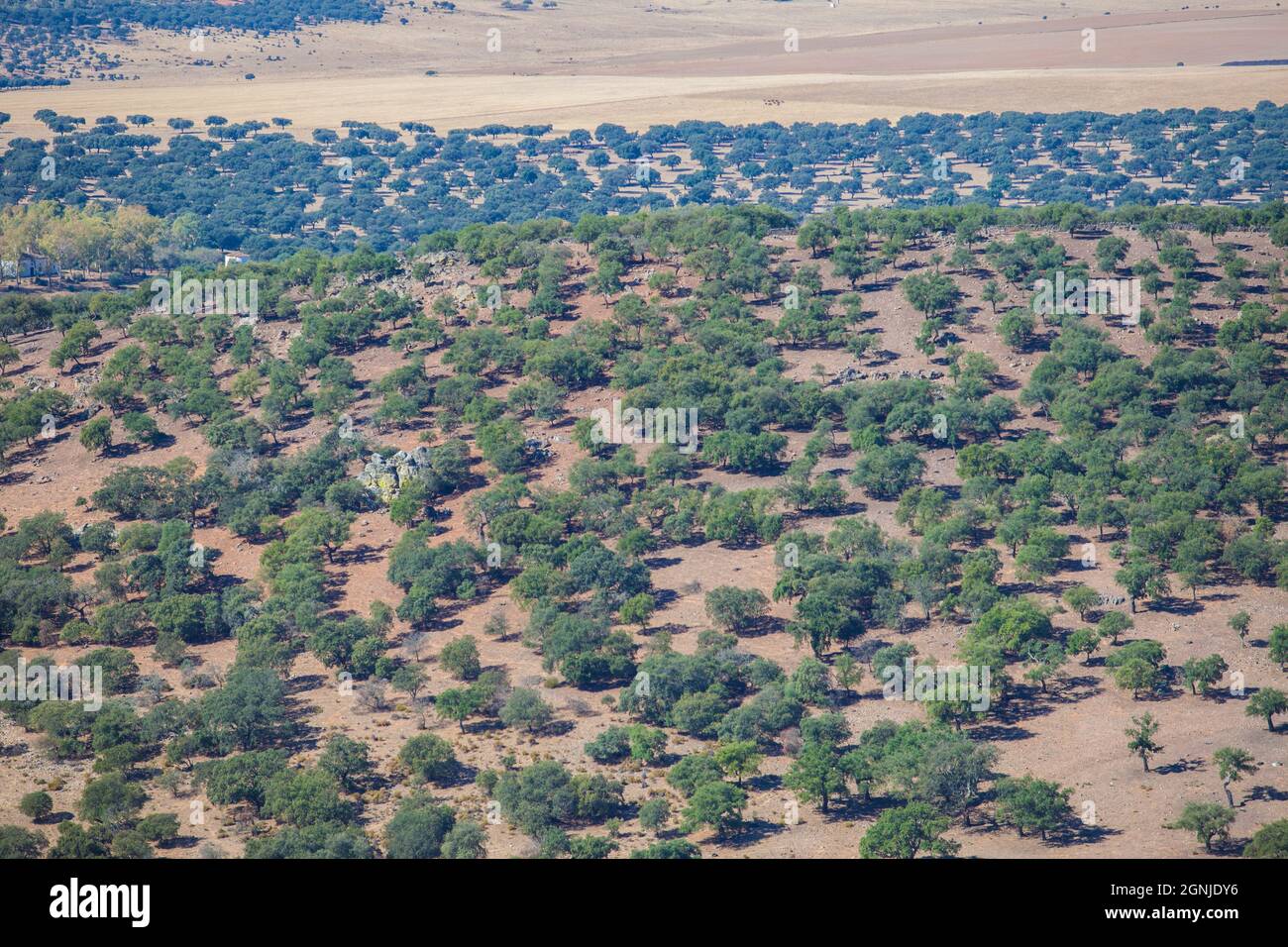 Dehesa aerial view, typical pastoral management states. Sierra de Fuentes, Caceres, Extremadura, Spain Stock Photo