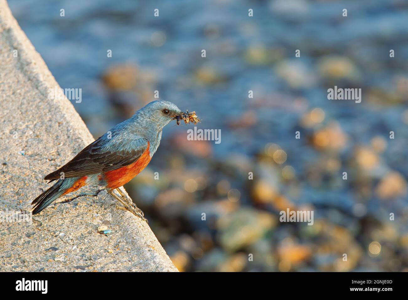 A blue rock thrush (Monticola solitarius) with a beak of insects. Stock Photo