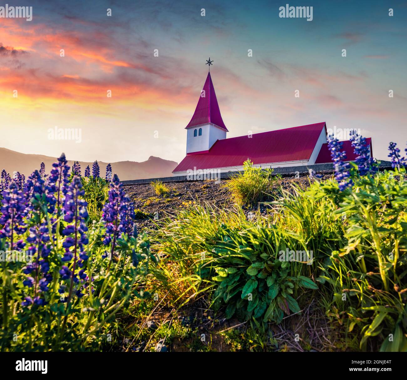 Attractive morning view of Vikurkirkja (Vik i Myrdal Church), Vik location. Stunning summer scene of Iceland with field of blooming lupine flowers. Tr Stock Photo