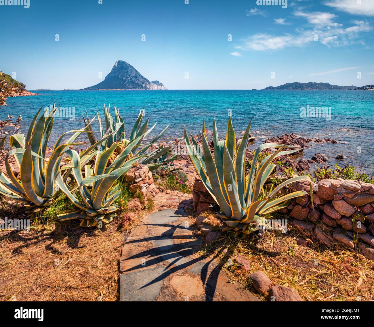 Aloe vera on turquoise sea background. Tropical summer beauty concept Stock  Photo - Alamy