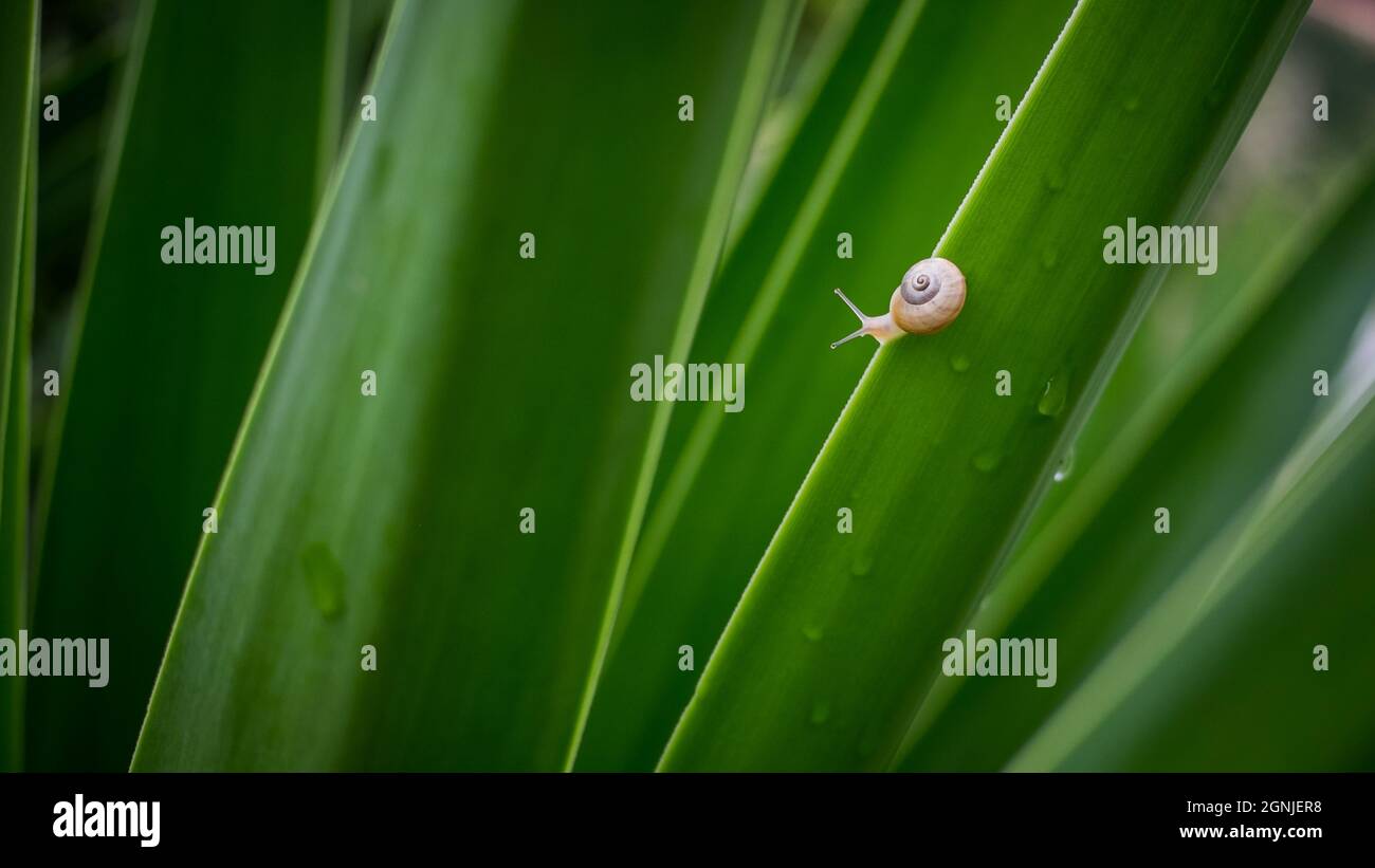 A abstract close-up of a small snail on a green spikey plant leaf Stock Photo