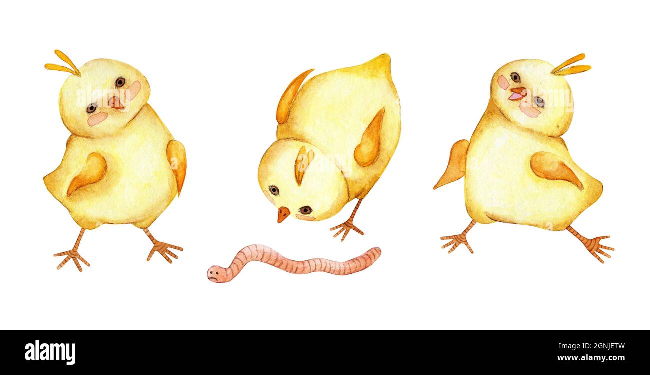 Set of watercolor illustrations of little cute yellow chickens. The rooster is running, the chicken is standing, the chick is eating the worm. Easter, Stock Photo