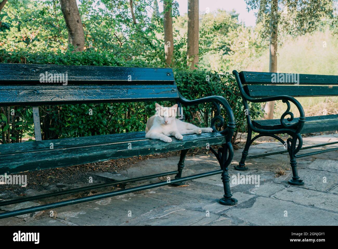 A wild cat sitting on a park bench Stock Photo
