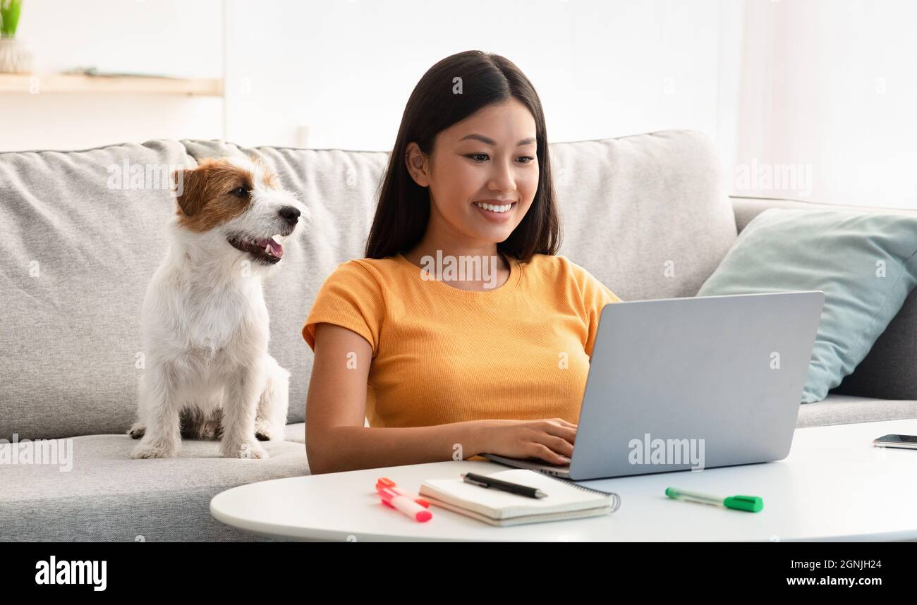 Joyful asian lady surfing on Internet, cute puppy sitting by Stock Photo