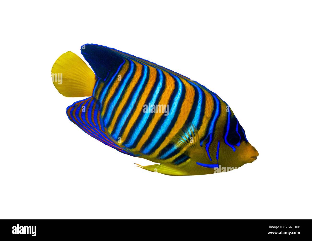 Royal Angelfish (Regal Angel Fish), coralfish isolated on a white background. Tropical colorful fish with yellow fins, orange, white and blue stripes Stock Photo