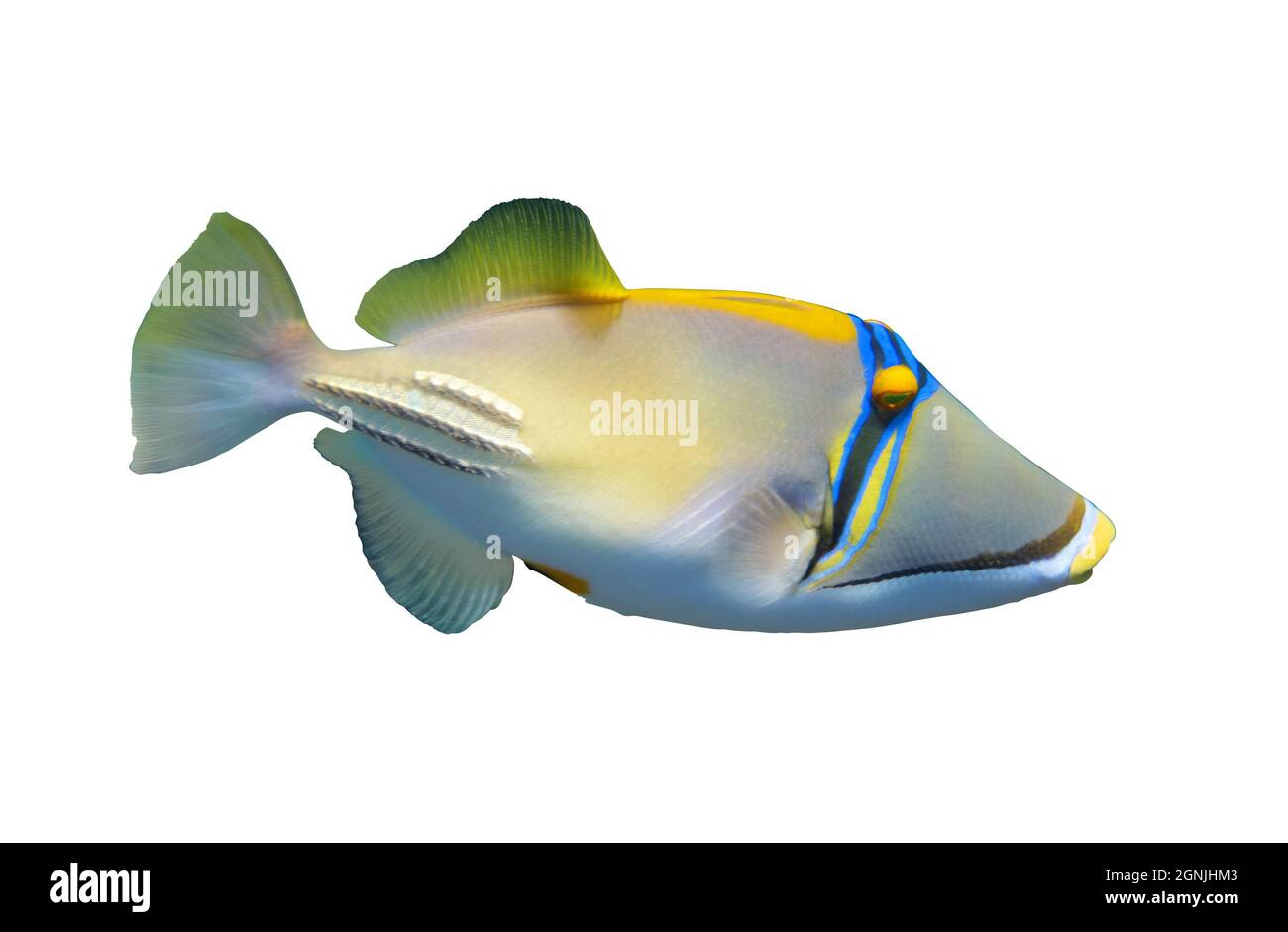 Arabian picassofish (Rhinecanthus assasi, triggerfish) isolated on white background, Red Sea. Unusual tropical bright fish in blue ocean lagoon water. Stock Photo