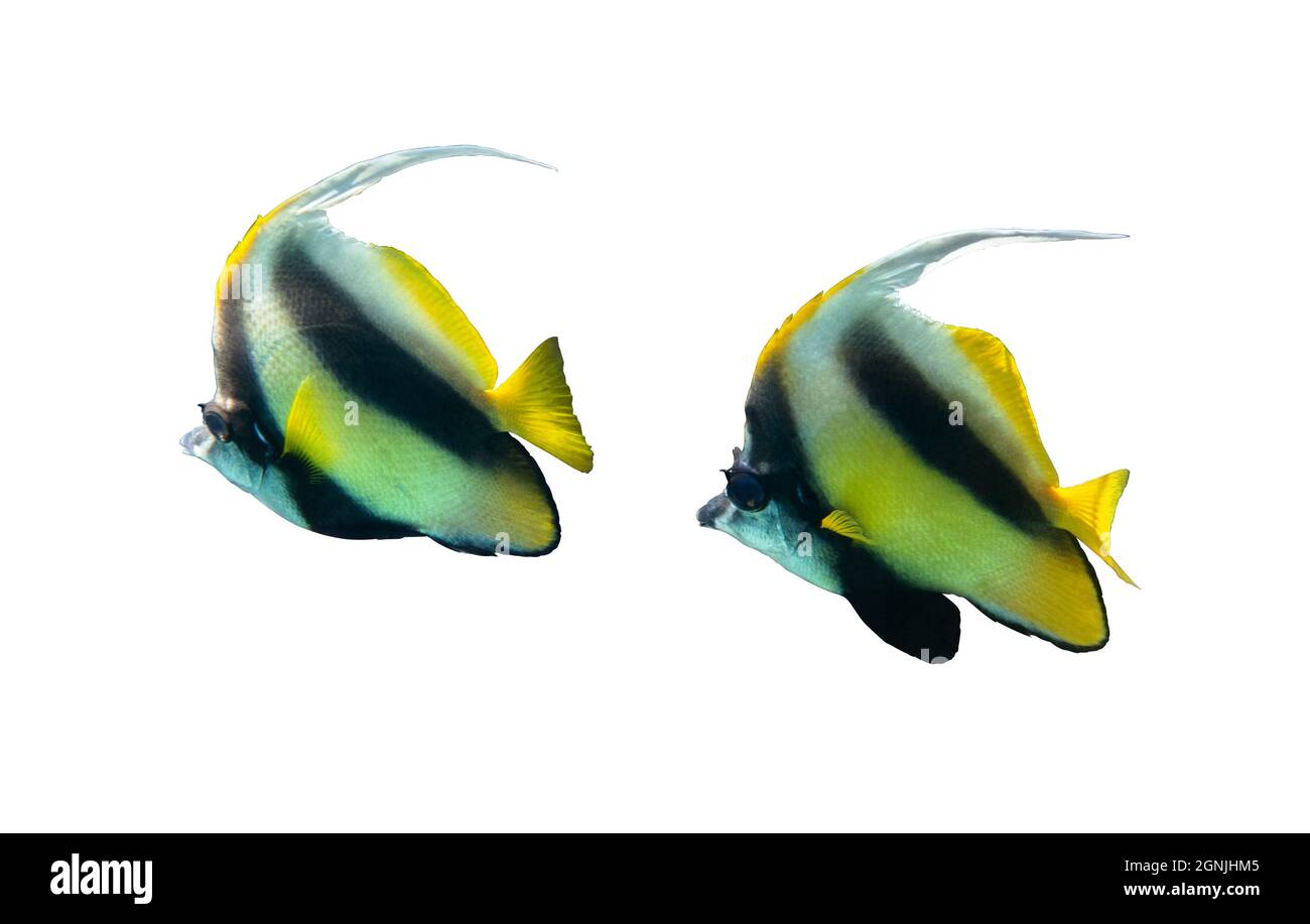 Pair of Pennant coralfish (Heniochus acuminatus, longfin bannerfish) isolated on white background, Red Sea, Egypt. Two tropical striped black and yell Stock Photo