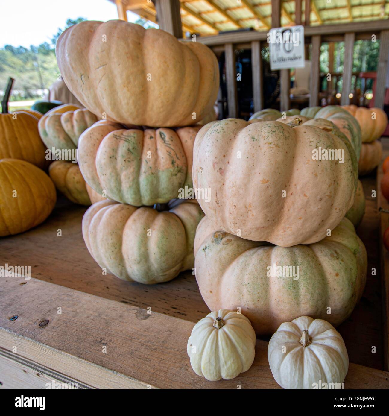 Assorted cultivars of pumpkins displayed at an outdoor roadside produce stand. Stock Photo