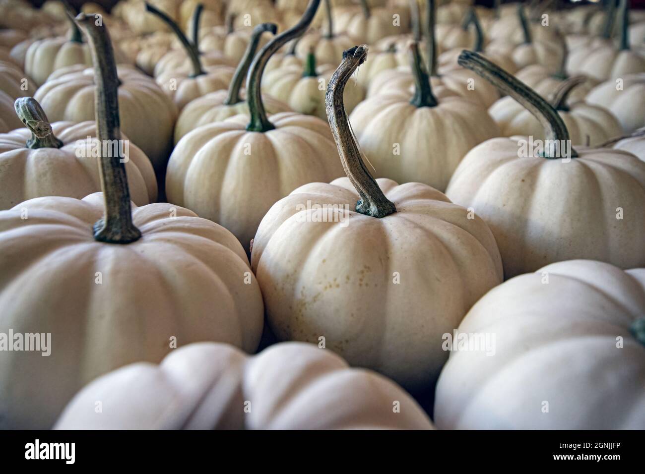 Autumn background of white mini pumpkins at a farmer's market. Stock Photo