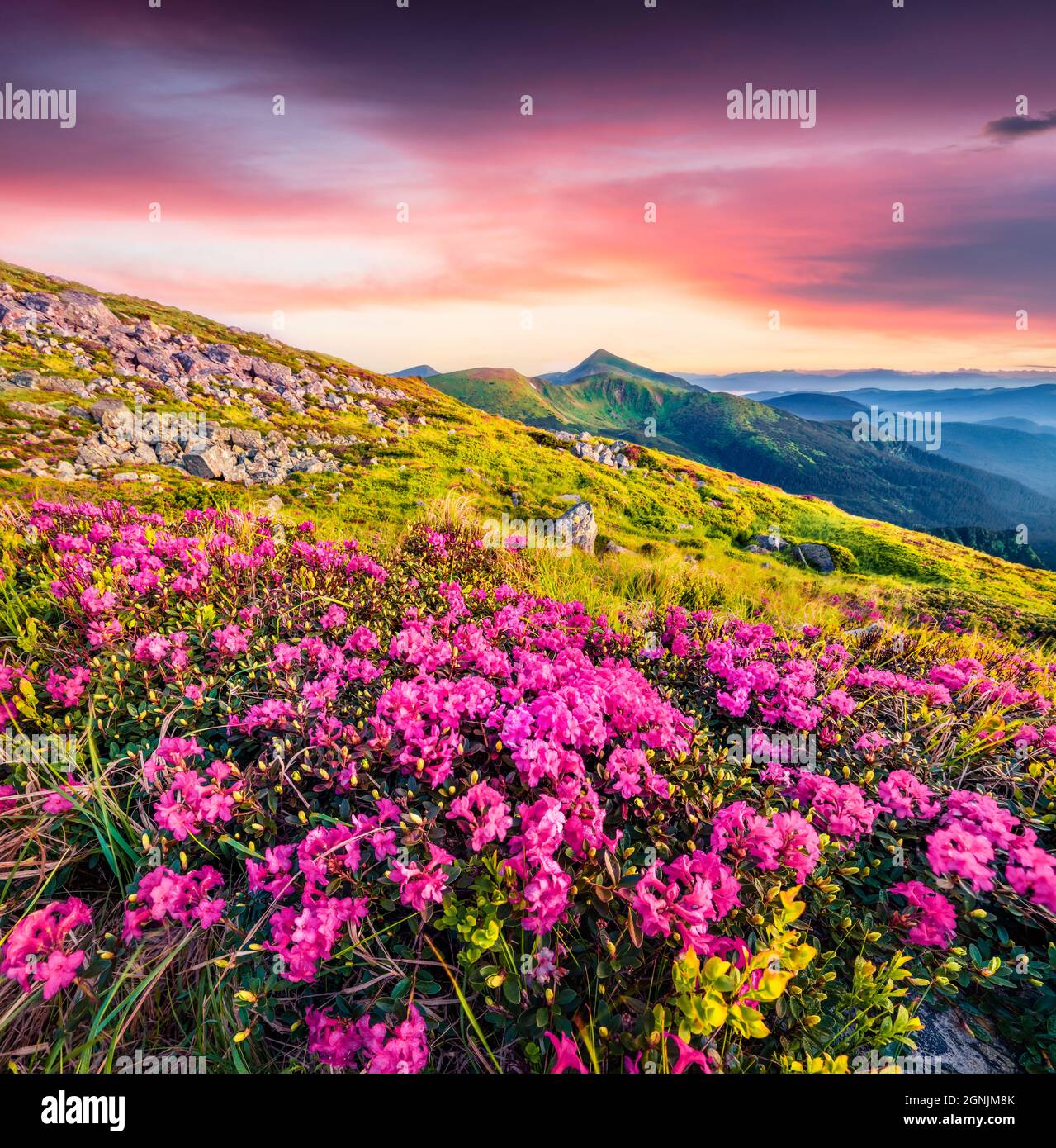 Blooming pink rhododendron flowers on Chornogora ridge. Unbelievable summer view of Carpathian mountains with highest peak Hoverla on background, Ukra Stock Photo