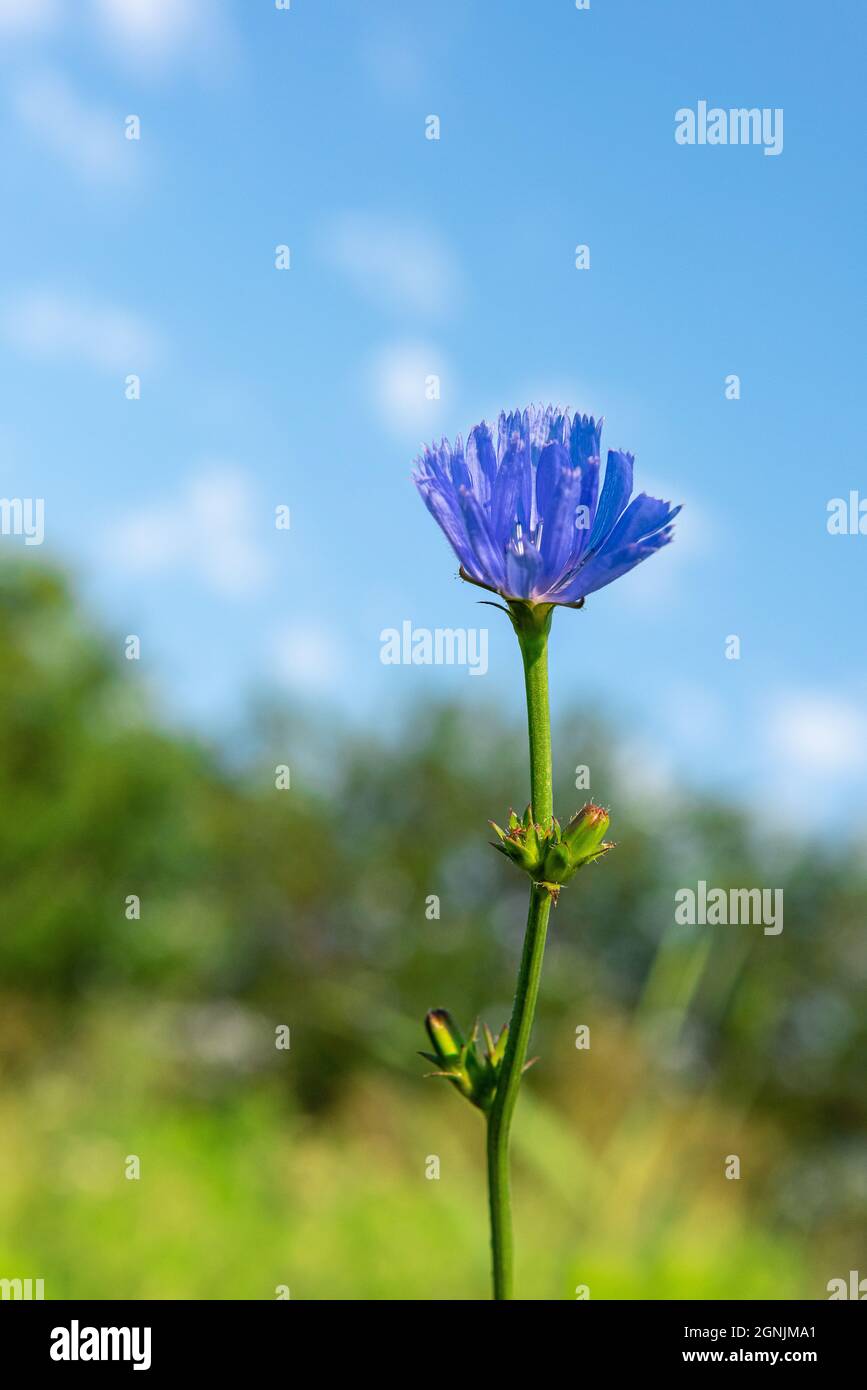 Chicory plant with blue flower in its natural habitat. This wildflower is used for alternative coffee drink. Unfocused green trees, meadow and blue sk Stock Photo
