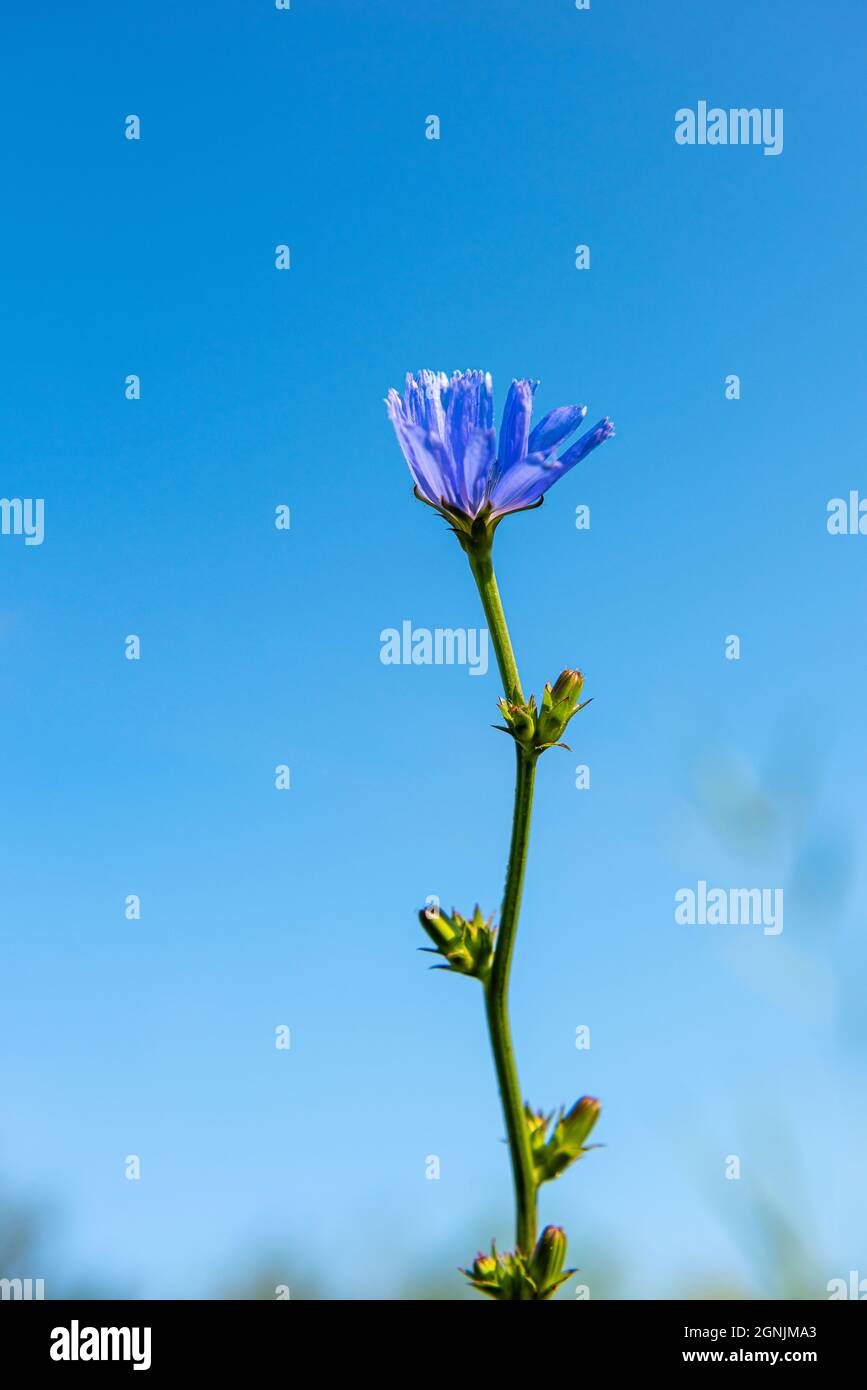 Blooming stem of chicory plant in its natural habitat. The roots of this wildflower is used for alternative coffee drink. Unfocused plant stems and bl Stock Photo