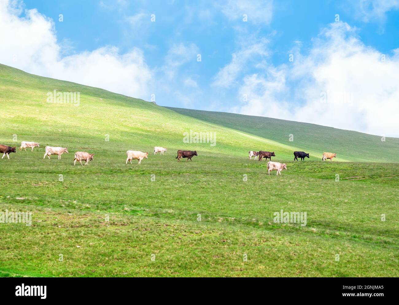 Cows grazing on the fresh green grass meadows or pasture in Bucegi Mountains ( Carpathian Moutains), Romania. Idyllic rustic landscape Stock Photo