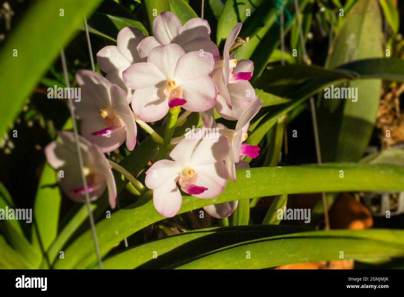 Beautiful orchid flower in home garden, stock photo Stock Photo