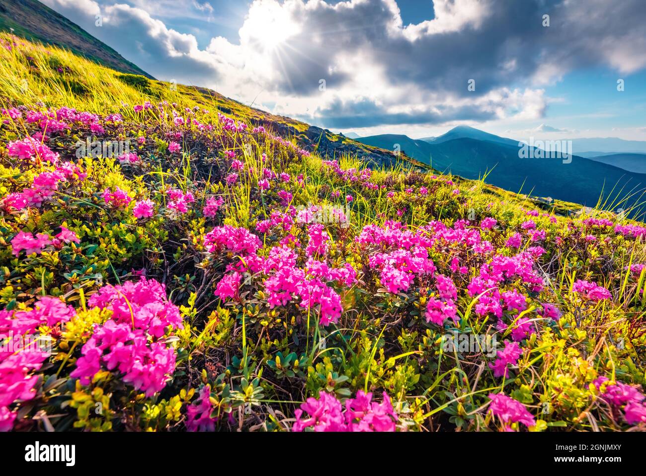 Blooming pink rhododendron flowers on Chornogora range. Colorful summer view of Carpathian mountains with highest peak Hoverla on background, Ukraine. Stock Photo