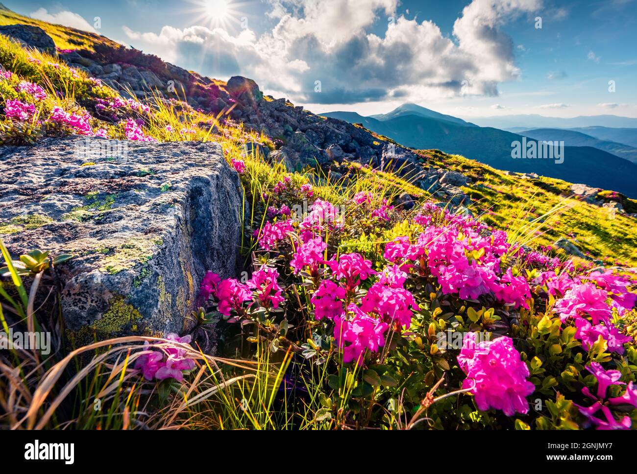 Majestic summer view of Carpathian mountains with highest peak Hoverla on background, Ukraine. Blooming pink rhododendron flowers on Chornogora range. Stock Photo