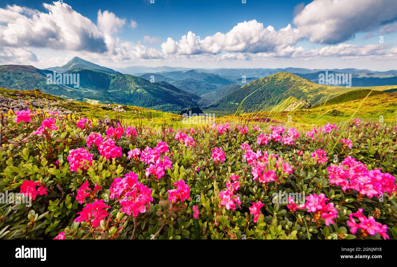 Blooming pink rhododendron flowers on the Chornogora range. Picturesque summer view of Carpathian mountains with highest peak Hoverla on background, U Stock Photo