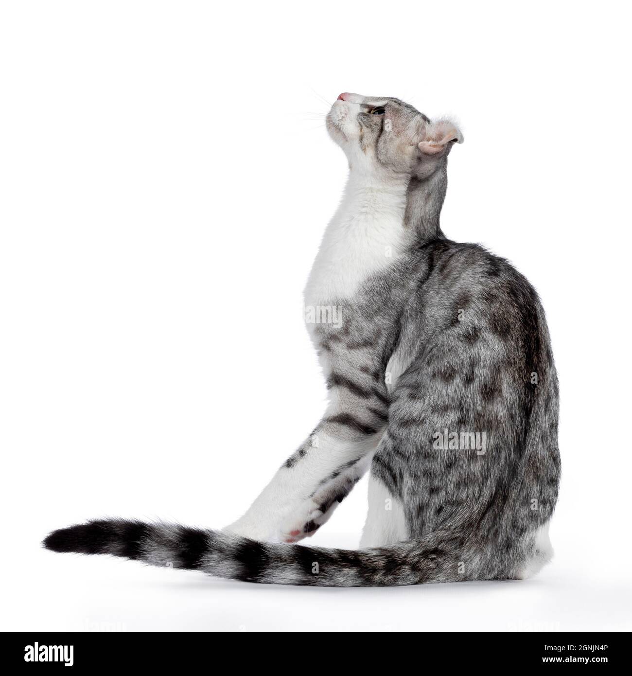Amazing silver spotted with white American Curl Shorthair cat, sitting side ways. Looking up and away from camera showing ears and profile. Isolated o Stock Photo
