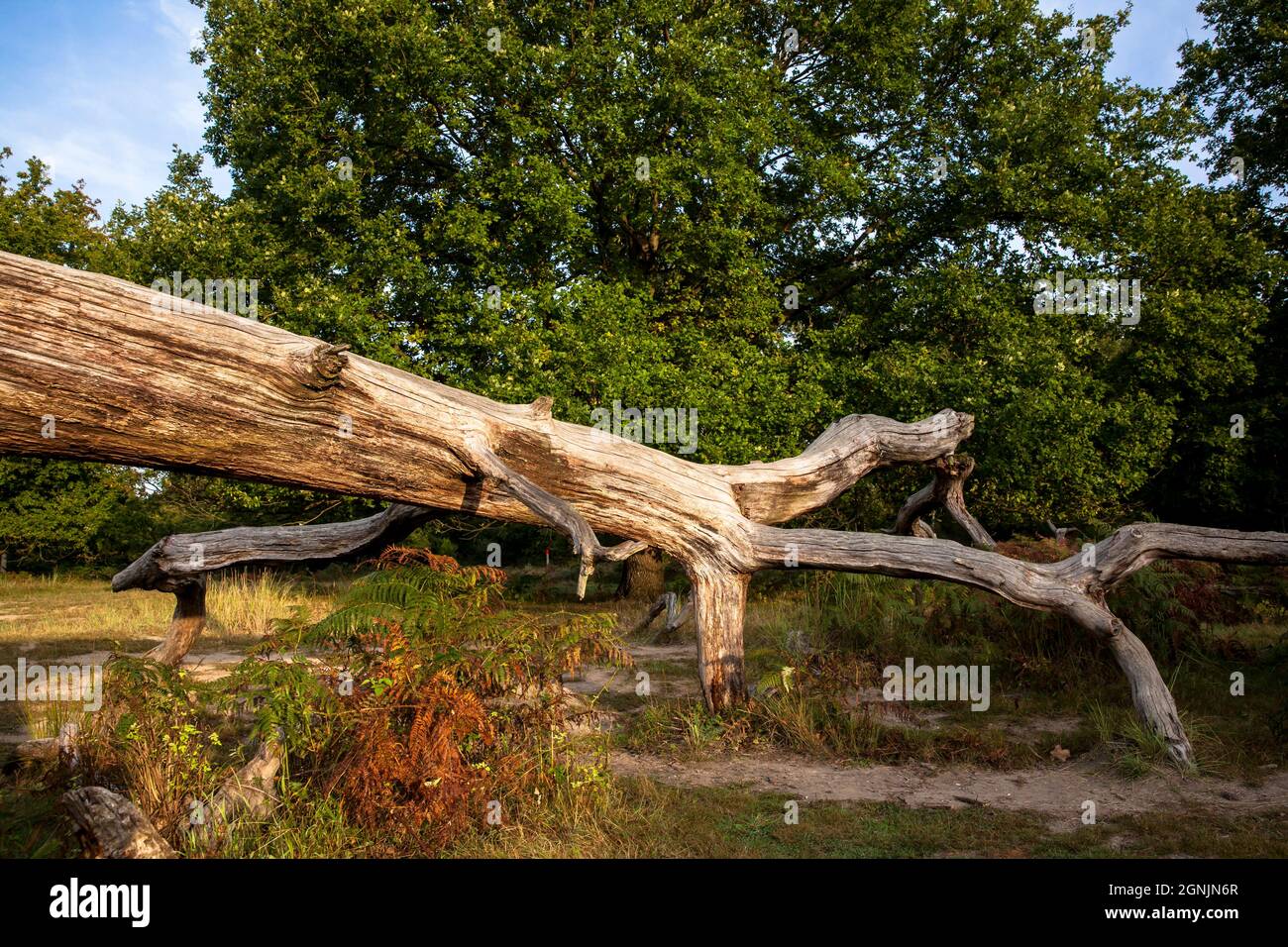 fallen and dead tree in the Wahner Heath near Telegraphen hill, Troisdorf, North Rhine-Westphalia, Germany.  umgestuerzter und abgestorbener Baum in d Stock Photo