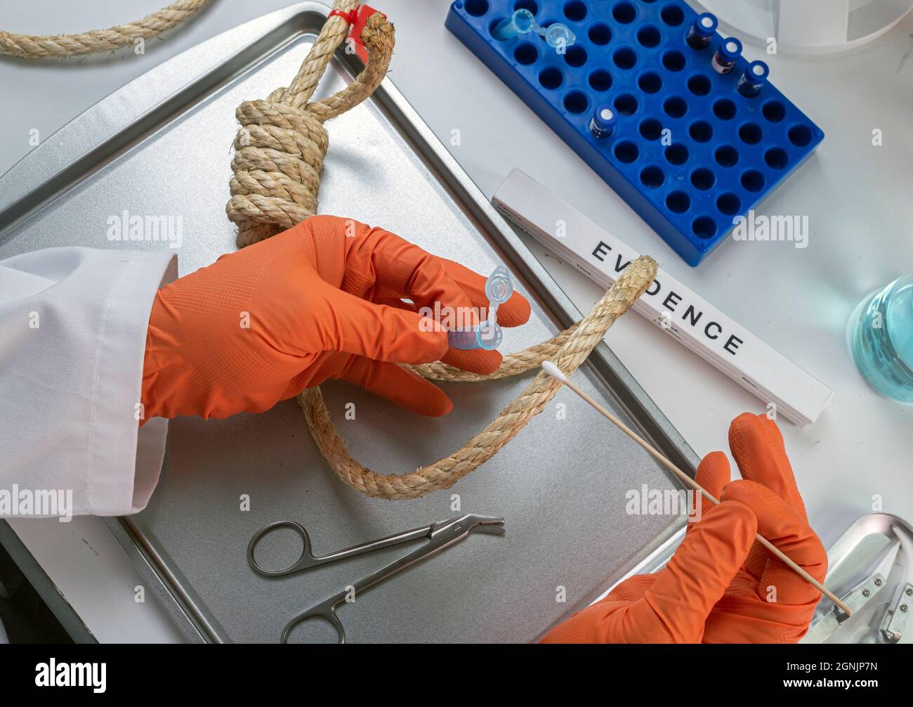 Police scientist extracts DNA sample from hanging victim's body, crime lab analysis, conceptual image Stock Photo