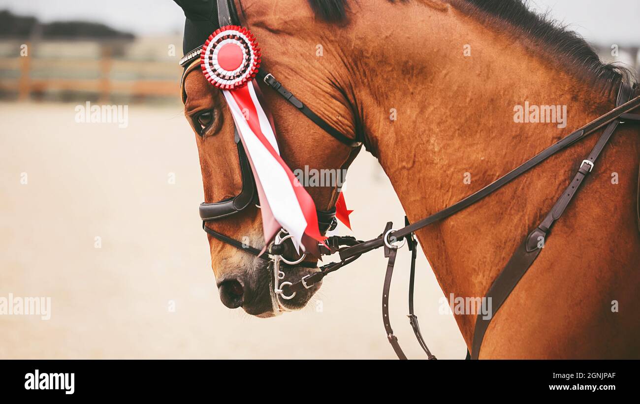 Portrait of a beautiful bay horse with a red prize rosette on the bridle, which jumps quickly. The winner in equestrian sports competitions. Riding sk Stock Photo