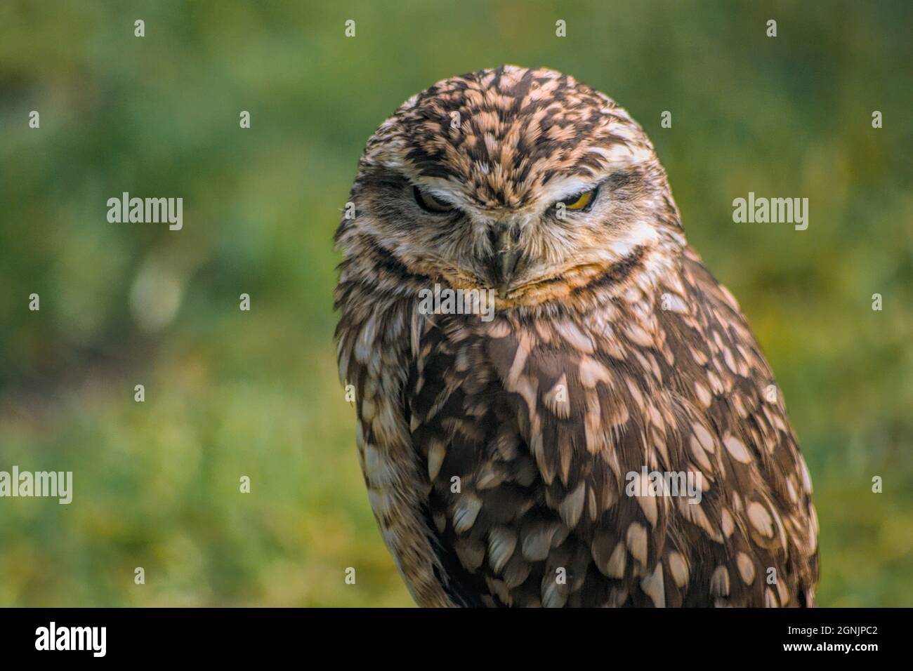 A Burrowing Owl looking at the camera Stock Photo Alamy