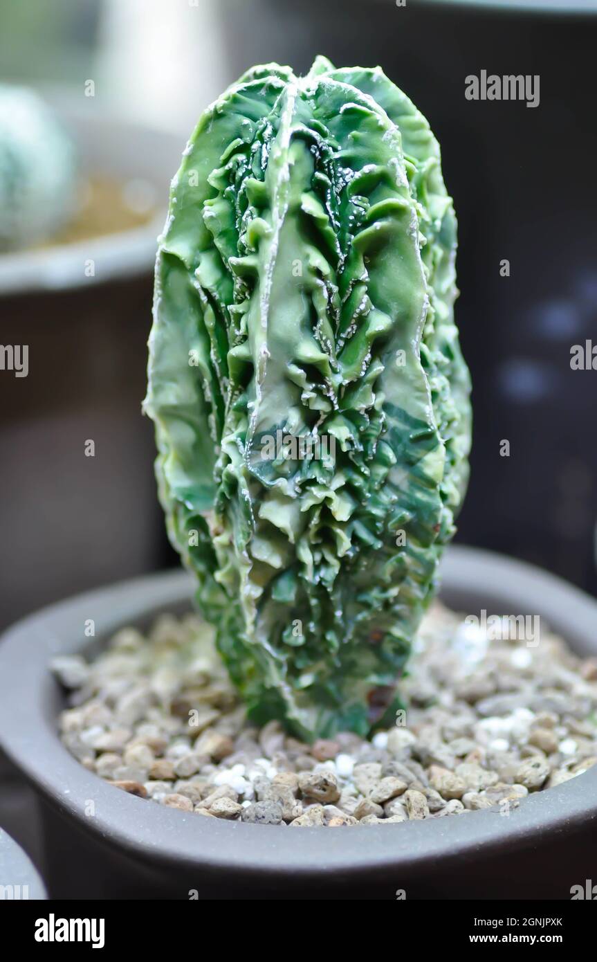 Echinofossulocactus ,Stenocactus or cactus in the flower pot Stock Photo