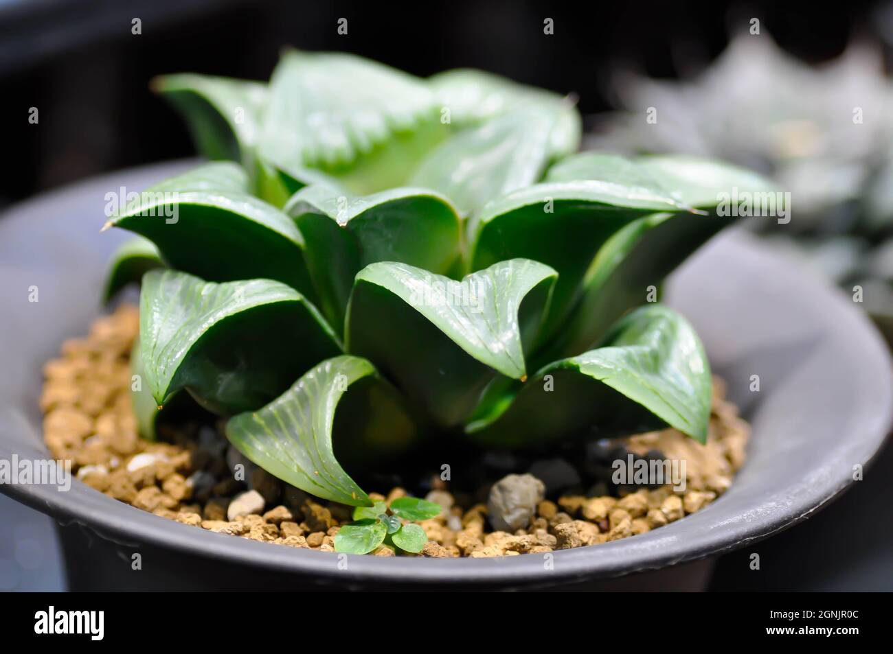 Haworthia ,Haworthia akanko or cactus or succulent in the flower pot Stock Photo