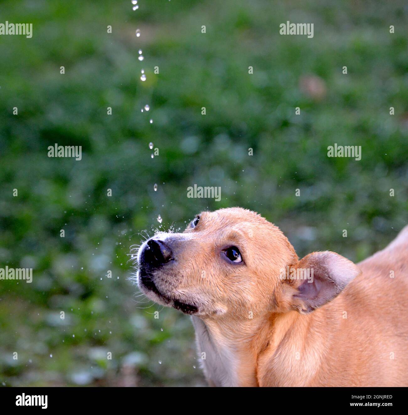 What Makes A Dog Thirsty