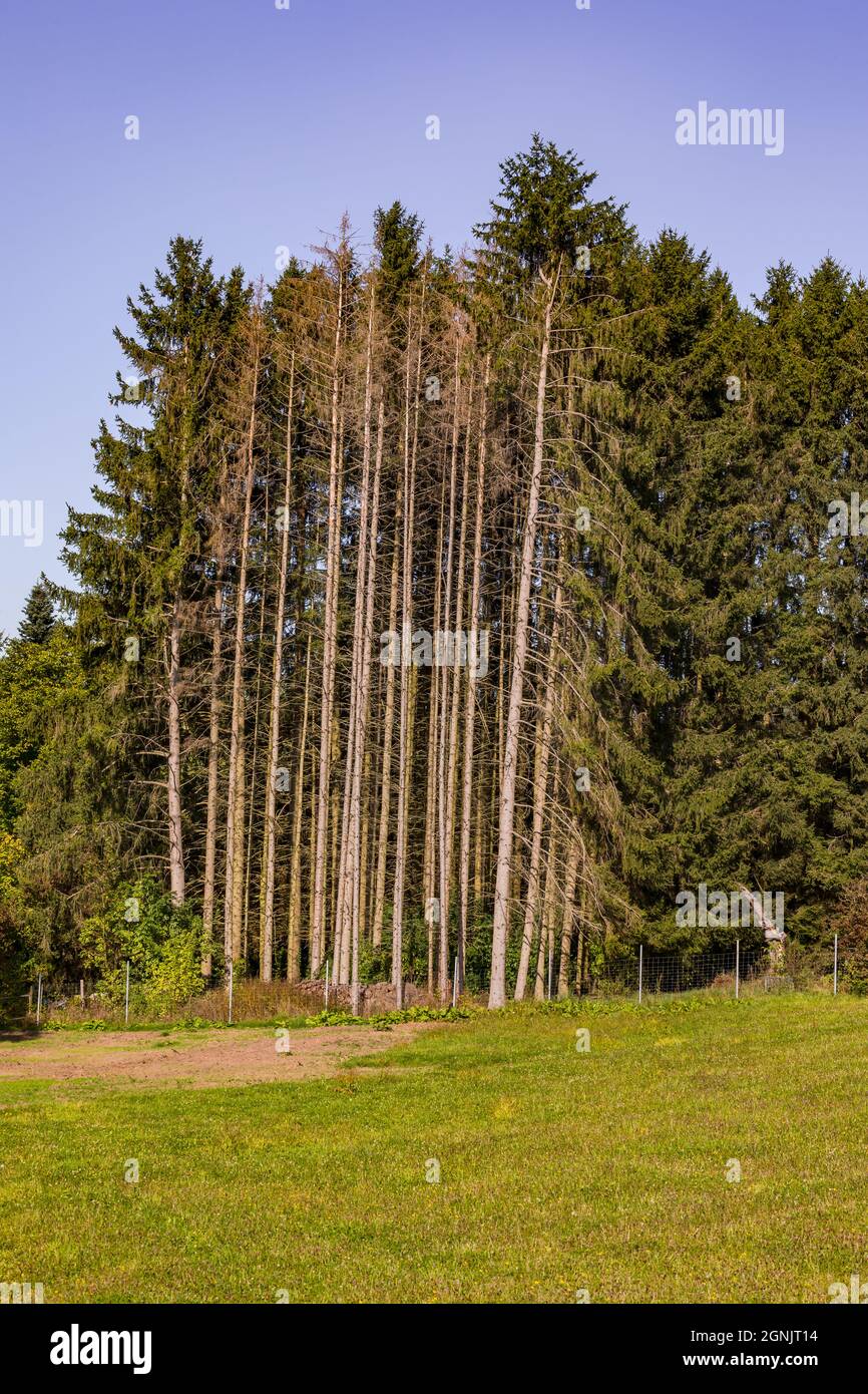 A piece of forest in a meadow has a few sick trees Stock Photo