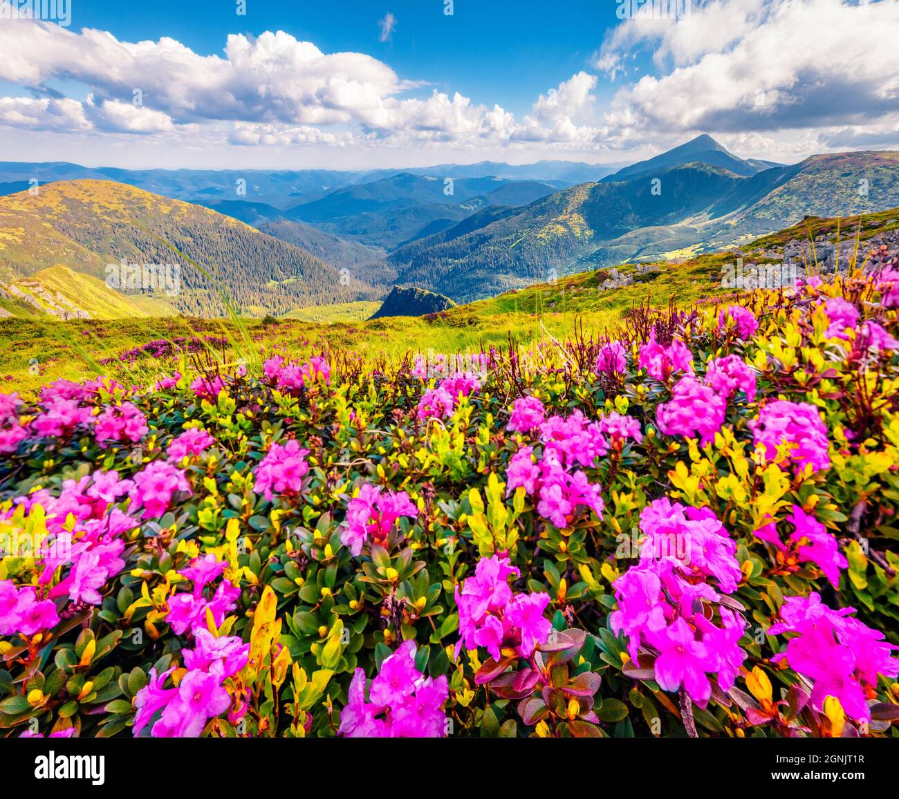Fantastic summer view of blooming pink rhododendron flowers on the mountain hills. Picturesque summer view of Carpathian mountains, Ukraine, Europe. B Stock Photo