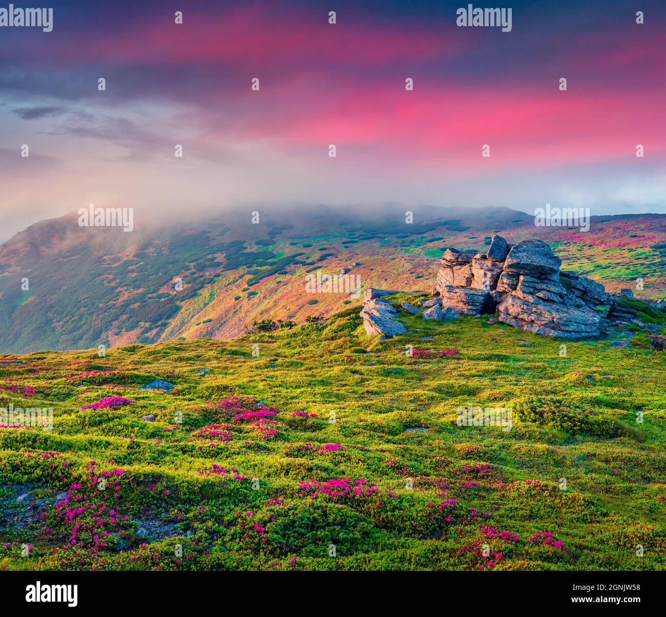 Landscape photography. Misty summer sunrise with fields of blooming rhododendron flowers. Splendid outdoors scene in the Carpathian mountains, Ukraine Stock Photo