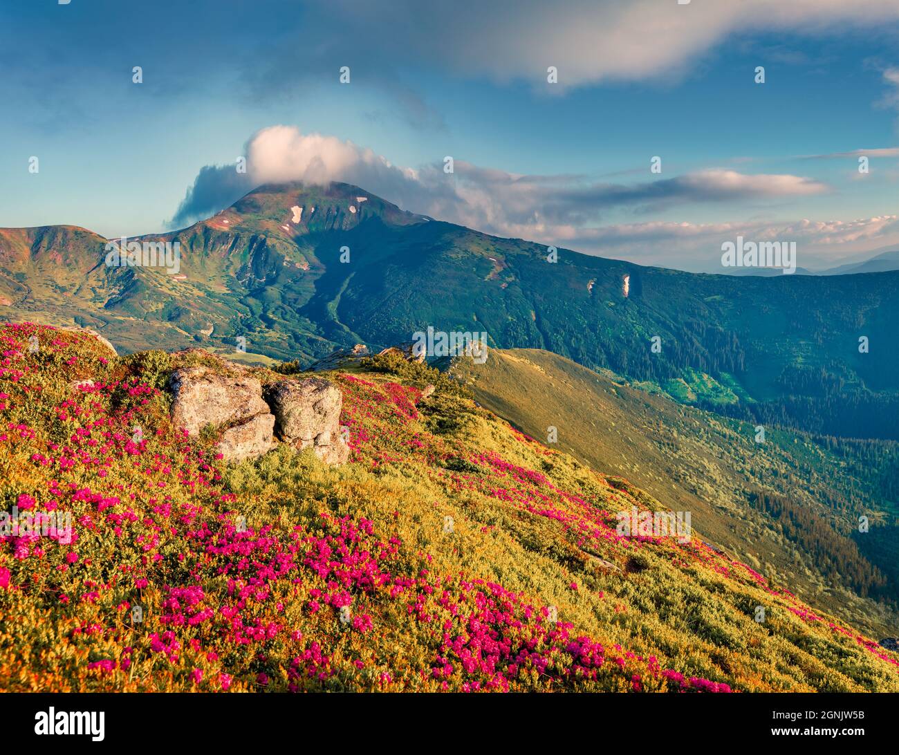 Incredible summer view of fields of blooming rhododendron flowers. Wonderful morning scene of Carpathian mountains in June, Ukraine, Europe. Landscape Stock Photo