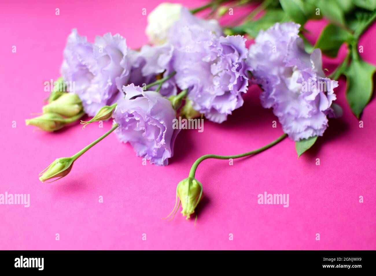 Beautiful purple eustoma flowers (lisianthus) in full bloom with buds leaves. Bouquet of flowers on fuchsia  background. Stock Photo