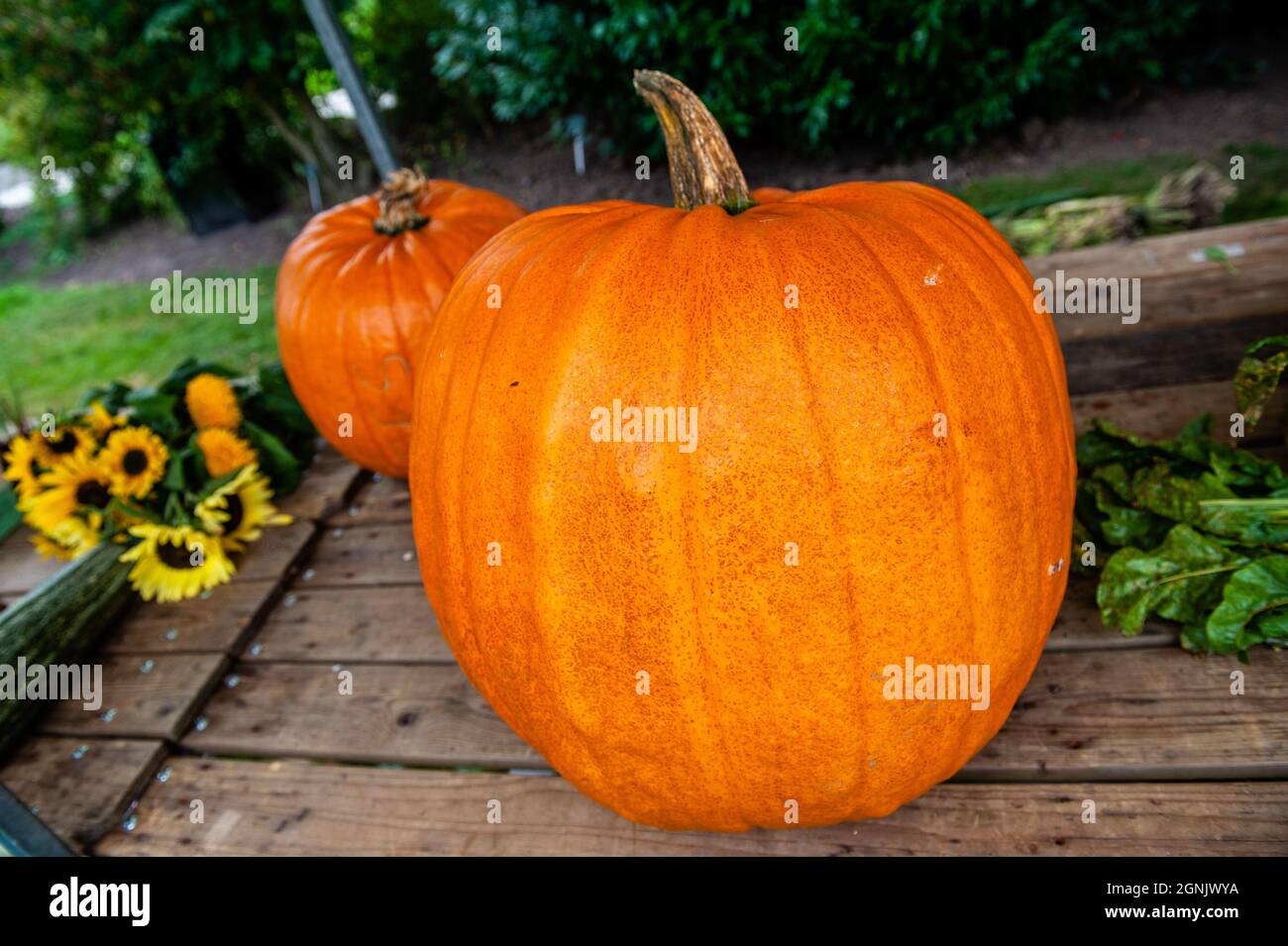Big pumpkins are seen on display during the competition.During the Dutch  Championship, participants of different giant vegetables compete against  each other. They compete in their own category for the largest, longest,  and/or
