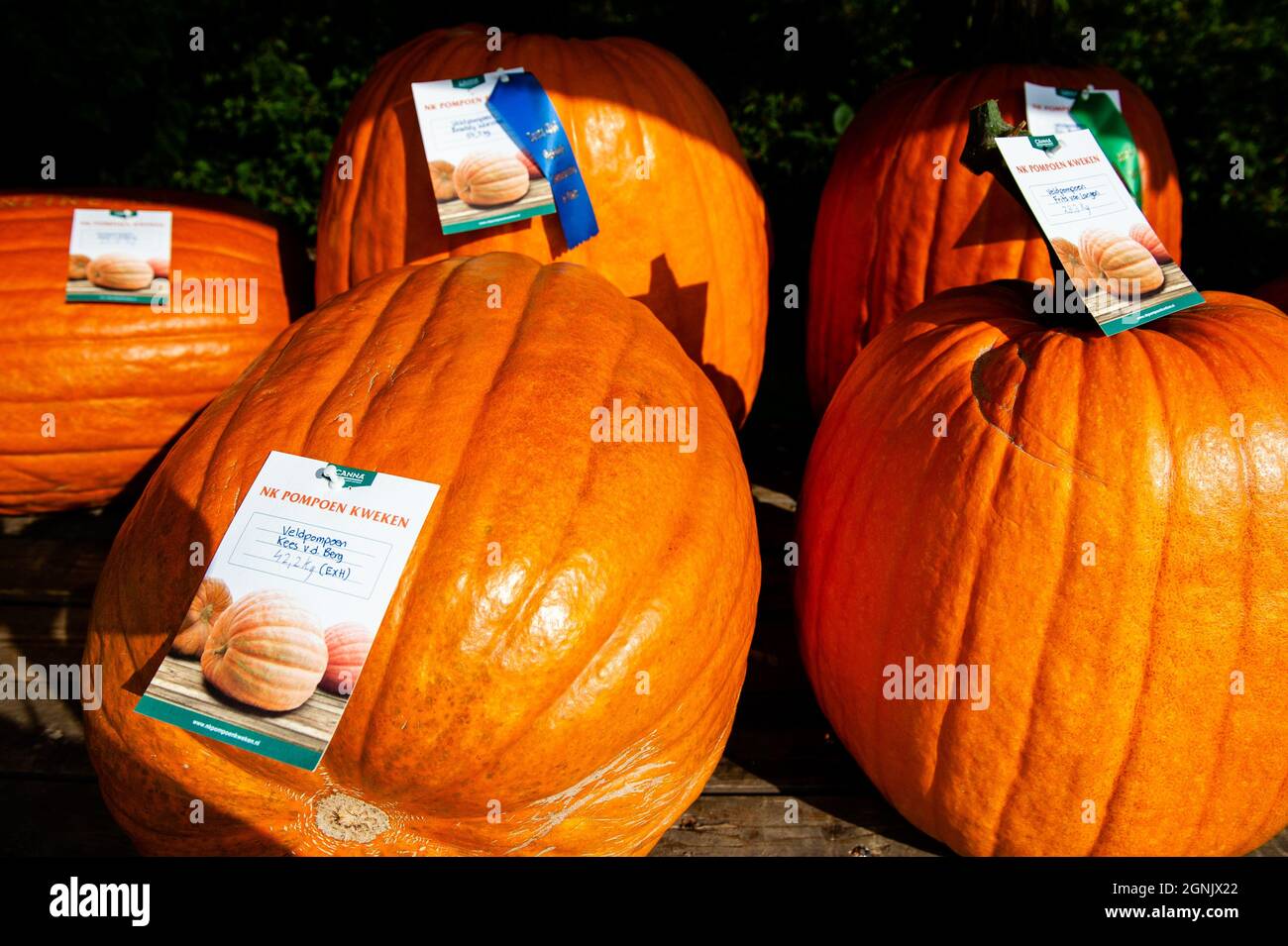 A group of big pumpkins are seen on display during the competition.During  the Dutch Championship, participants of different giant vegetables compete  against each other. They compete in their own category for the