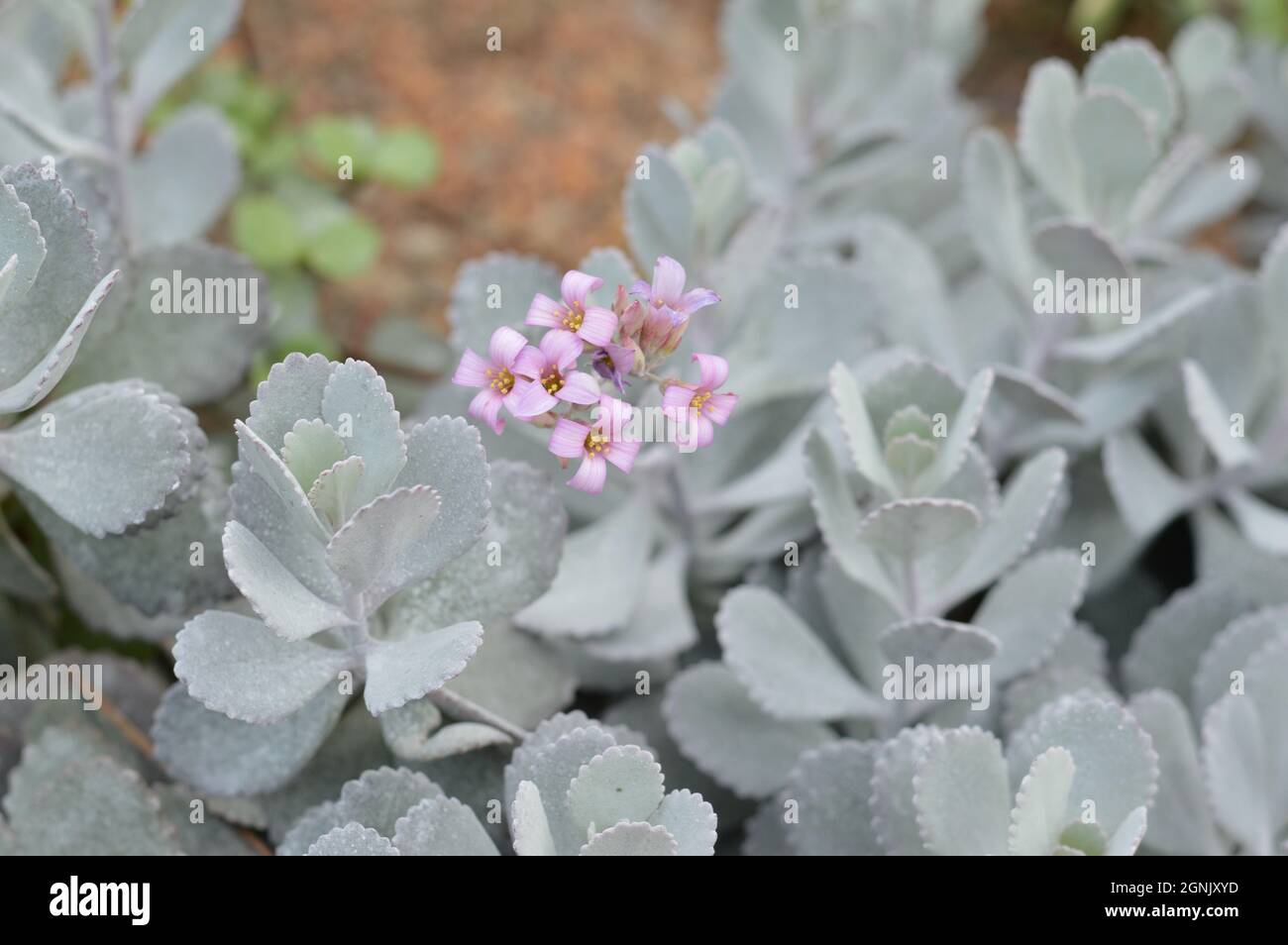 Pink flowers of blooming succulent Kalanchoe Pumila Stock Photo